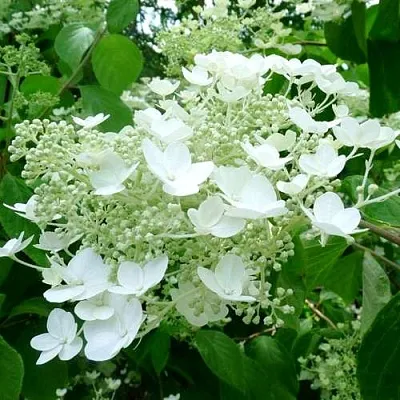 Гортензия УАЙТ ДОМ древовидная  Гортензия УАЙТ ДОМ древовидная в Симферополе