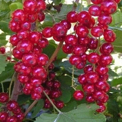 Смородина красная ПУРПУРНАЯ  Смородина красная ПУРПУРНАЯ в Симферополе