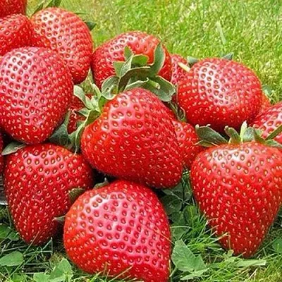 Клубника ЭЛИАНЕ в Симферополе