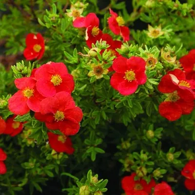 Лапчатка РЕД АЙС кустарниковая  Лапчатка РЕД АЙС кустарниковая в Симферополе