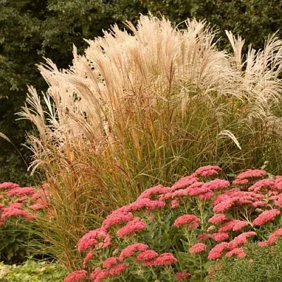 Злаки  Злаки в Симферополе