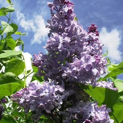 Сирень КРЫЛЬЯ НАДЕЖДЫ в Симферополе