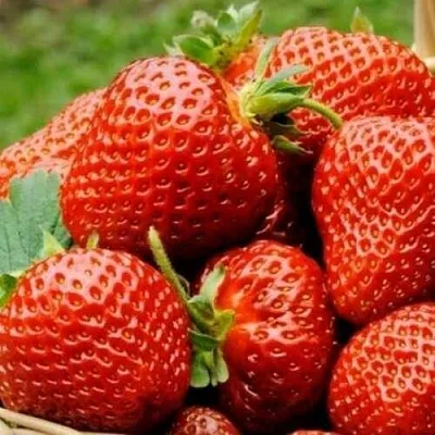 Клубника ФЛОРЕНС в Симферополе