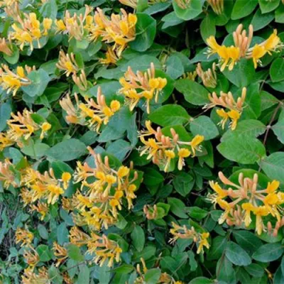 Жимолость ТЕЛЬМАНА в Симферополе