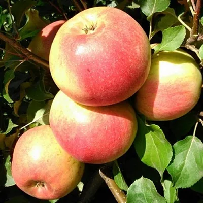 Яблоня ЭМБАССИ в Симферополе