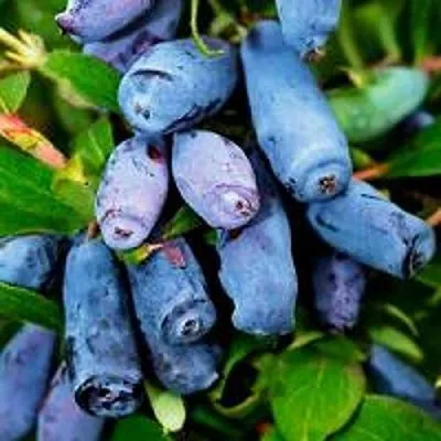 Жимолость съедобная ВОЛХОВА  Жимолость съедобная ВОЛХОВА в Симферополе