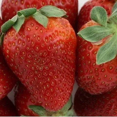 Клубника ФЛАМИНИЯ в Симферополе