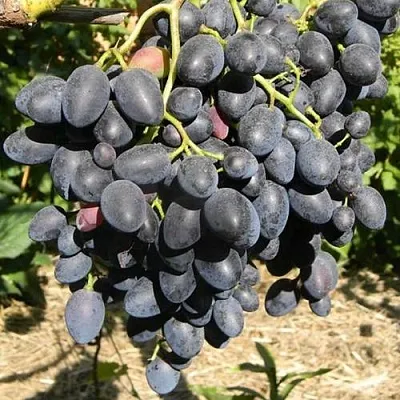 Виноград НАДЕЖДА АЗОС  Виноград НАДЕЖДА АЗОС в Симферополе