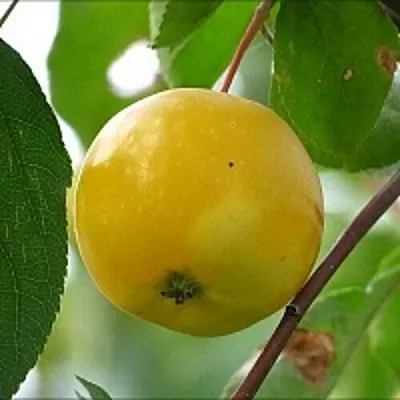 Яблоня КИТАЙКА ЖЁЛТАЯ колонновидная в Симферополе