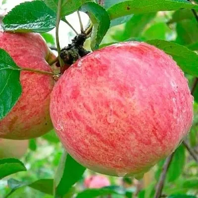 Яблоня КОРИЧНОЕ ПОЛОСАТОЕ  Яблоня КОРИЧНОЕ ПОЛОСАТОЕ в Симферополе