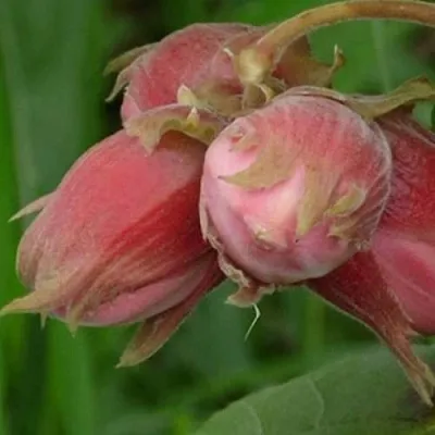 Фундук АКАДЕМИК ЯБЛОКОВ  Фундук АКАДЕМИК ЯБЛОКОВ в Симферополе