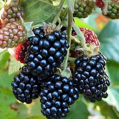 Ежевика ОУАЧИТА бесшипная в Симферополе