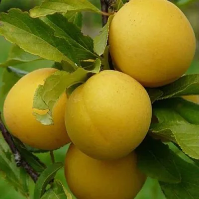 Слива СОЛНЫШКО  Слива СОЛНЫШКО в Симферополе