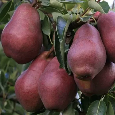 Груша РЕД ВИЛЬЯМС в Симферополе