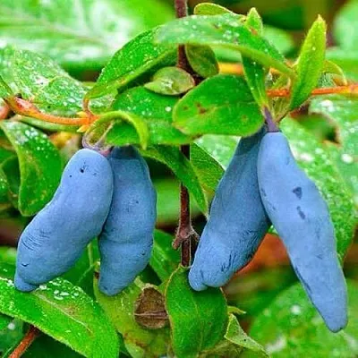 Жимолость съедобная МОРЕНА  Жимолость съедобная МОРЕНА в Симферополе