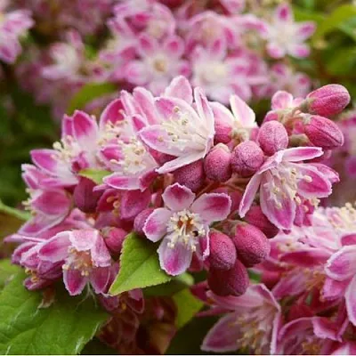 Дейция СТРОБЕРРИ ФИЛДС   Дейция СТРОБЕРРИ ФИЛДС  в Симферополе