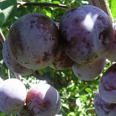 Слива РЕНКЛОД ХАРИТОНОВОЙ  Слива РЕНКЛОД ХАРИТОНОВОЙ в Симферополе