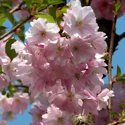 Вишня АККОЛЕЙД цветущая  Вишня АККОЛЕЙД цветущая в Симферополе