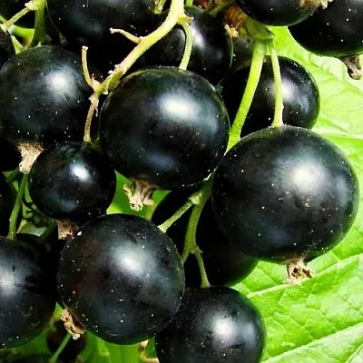 Смородина черная ДАЧНИЦА  Смородина черная ДАЧНИЦА в Симферополе