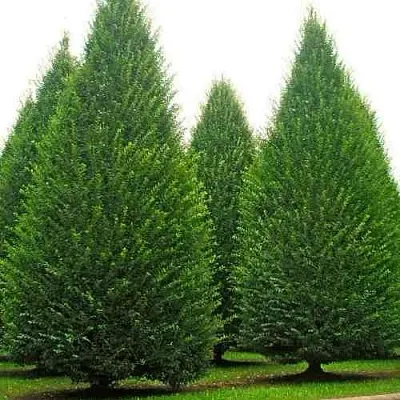 Граб   Граб  в Симферополе