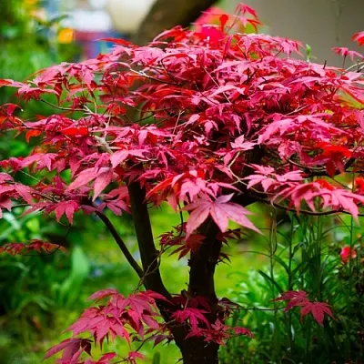 Клен дланевидный АТРОПУРПУРЕУМ  Клен дланевидный АТРОПУРПУРЕУМ в Симферополе