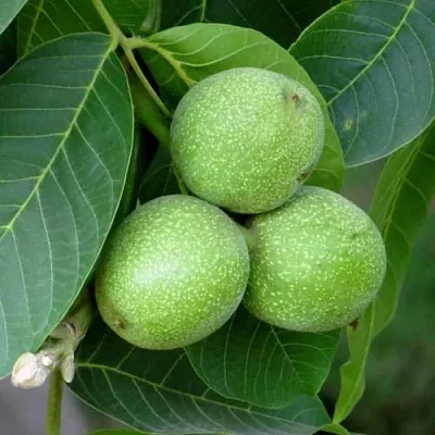 Грецкий орех ЮРИЙ ГАГАРИН  Грецкий орех ЮРИЙ ГАГАРИН в Симферополе