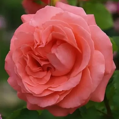 Саженцы роз ДИДИ БРИДЖУОТЕР плетистая  Саженцы роз ДИДИ БРИДЖУОТЕР плетистая в Симферополе