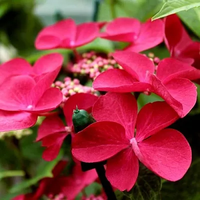 Гортензия РОТШВАНЦ крупнолистная  Гортензия РОТШВАНЦ крупнолистная в Симферополе