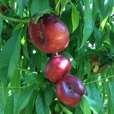 Нектарин ДОНАТ ИНЖИРНЫЙ в Симферополе