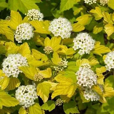 Пузыреплодник ДАРТС ГОЛД  Пузыреплодник ДАРТС ГОЛД в Симферополе