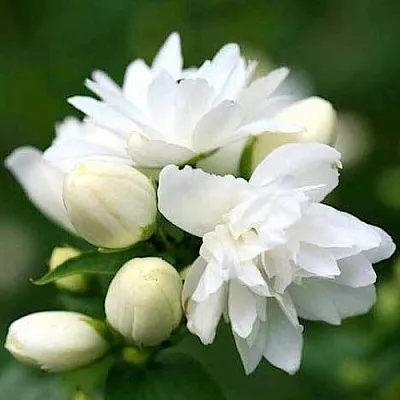 Жасмин ШНЕЕШТРУМ  Жасмин ШНЕЕШТРУМ в Симферополе