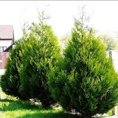 Туя АТРОВИРЕНС складчатая  Туя АТРОВИРЕНС складчатая в Симферополе