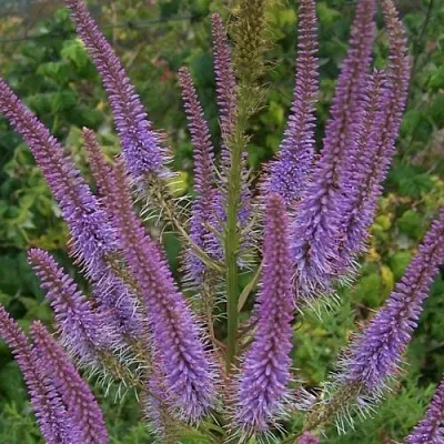 Вероникаструм ФАСЦИНЕЙШН  Вероникаструм ФАСЦИНЕЙШН в Симферополе