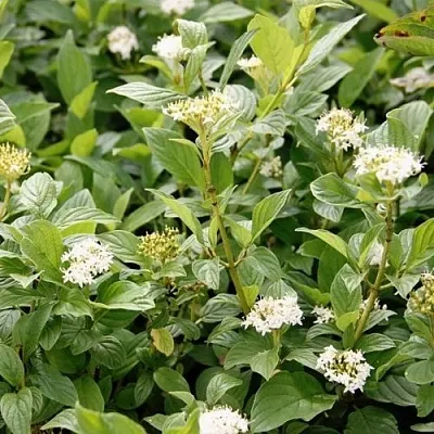 Дерен ФЛАВИРАМЕА отпрысковый  в Симферополе