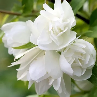 Жасмин МАНТО Д’ЭРМИН  Жасмин МАНТО Д’ЭРМИН в Симферополе