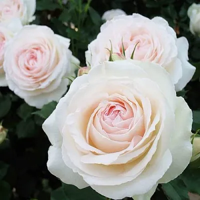 Саженцы роз ПАЛЕ РОЯЛЬ плетистая  Саженцы роз ПАЛЕ РОЯЛЬ плетистая в Симферополе