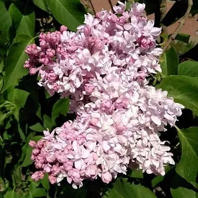 Сирень МИЛОСЕРДИЕ  Сирень МИЛОСЕРДИЕ в Симферополе