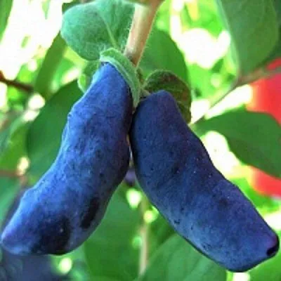 Жимолость съедобная БАКЧАРСКИЙ ВЕЛИКАН  Жимолость съедобная БАКЧАРСКИЙ ВЕЛИКАН в Симферополе