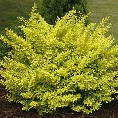 Барбарис АУРЕА тунберга  Барбарис АУРЕА тунберга в Симферополе