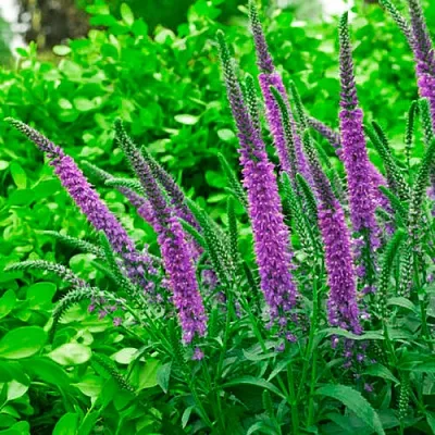 Вероника ФЕСТ МАТЧ длиннолистная  Вероника ФЕСТ МАТЧ длиннолистная в Симферополе