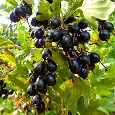 Смородина золотистая ОВАЛЬНАЯ  Смородина золотистая ОВАЛЬНАЯ в Симферополе