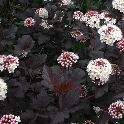 Пузыреплодник ДИАБЛО  Пузыреплодник ДИАБЛО в Симферополе