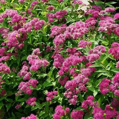 Спирея КРИСПА японская в Симферополе