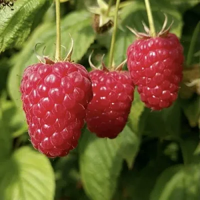 Малина МАПЕМА   Малина МАПЕМА  в Симферополе