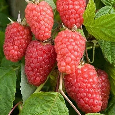 Малина КАСКАД ДЕЛАЙТ  Малина КАСКАД ДЕЛАЙТ в Симферополе