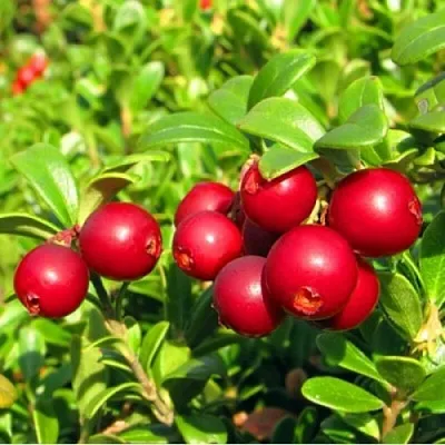 Брусника садовая РЕД ПЕРЛ  Брусника садовая РЕД ПЕРЛ в Симферополе