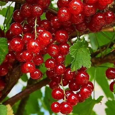 Смородина красная НАТАЛИ  Смородина красная НАТАЛИ в Симферополе