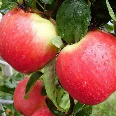 Яблоня ЖЕНЕВА (ЖЕНЕВА ЭРЛИ) в Симферополе