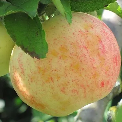 Яблоня ЛЕТНЕЕ СЛАДКОЕ в Симферополе