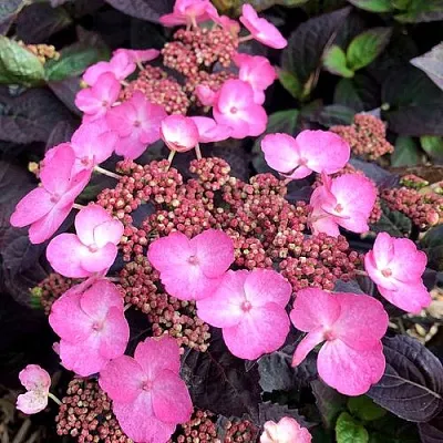 Гортензия ДАРЕДЕВИЛ пильчатая  Гортензия ДАРЕДЕВИЛ пильчатая в Симферополе